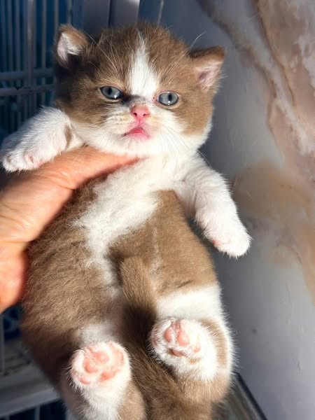 Munchkin