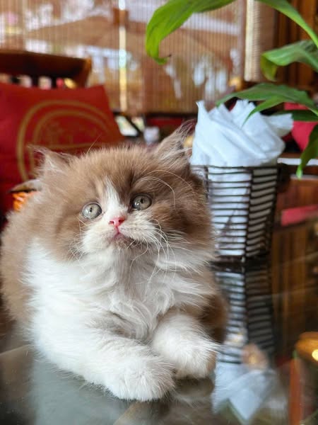 British Longhair