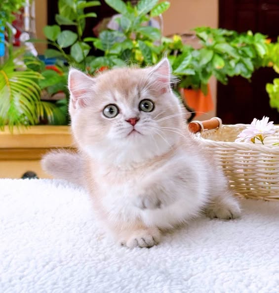 Munchkin