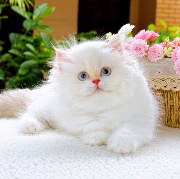 British Longhair