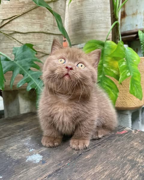 Munchkin