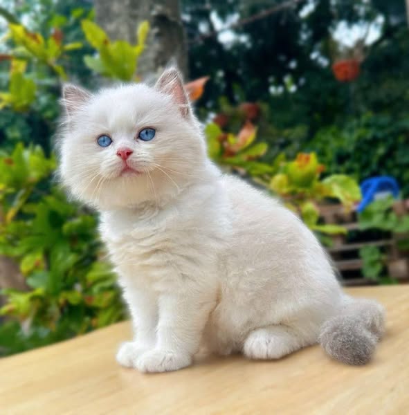 Ragdoll
