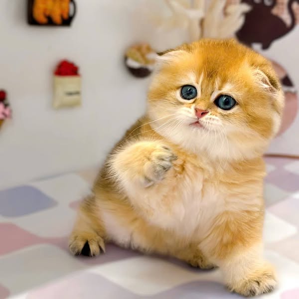 Scottish Fold Longhair