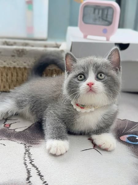 British Shorthair