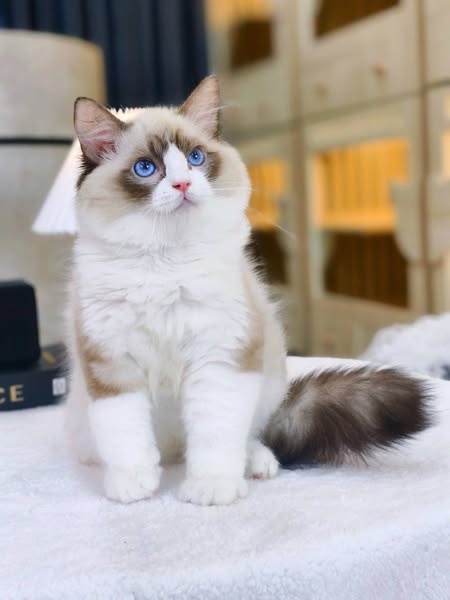 Ragdoll