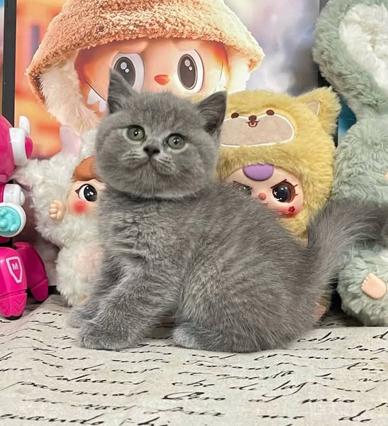 British Shorthair