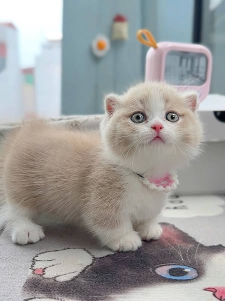 Munchkin Fold