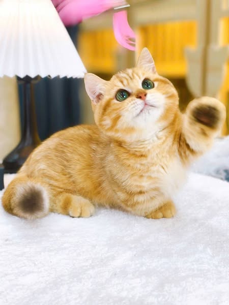 Munchkin