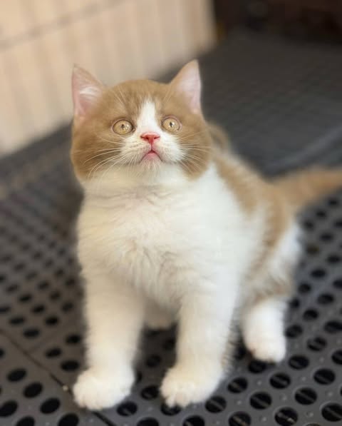 British Shorthair