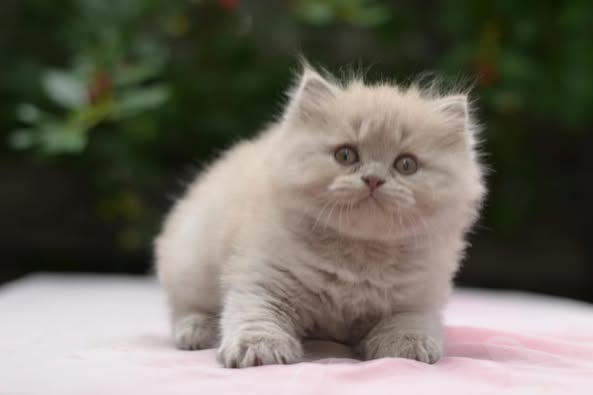 British Longhair