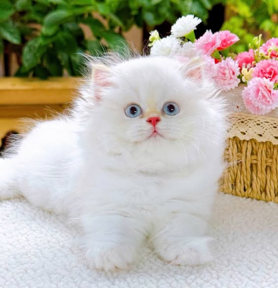 British Longhair