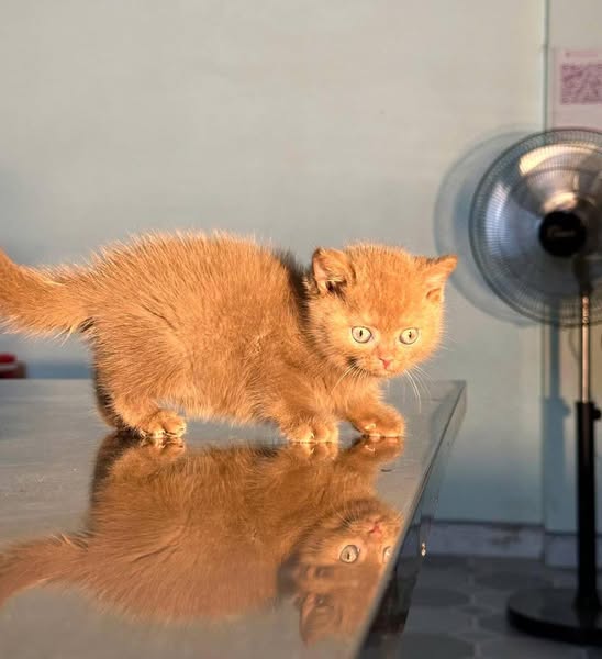 British Shorthair