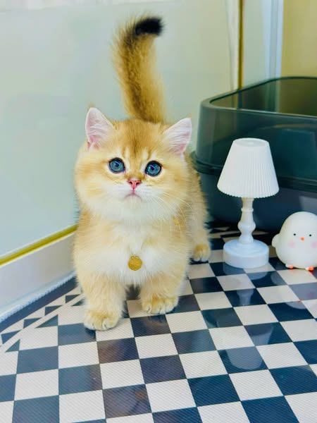 Munchkin