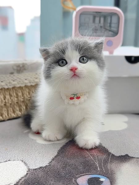 Munchkin Fold