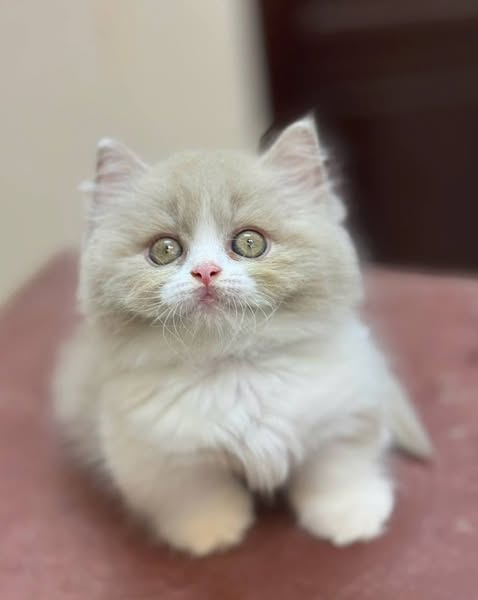 Munchkin Longhair