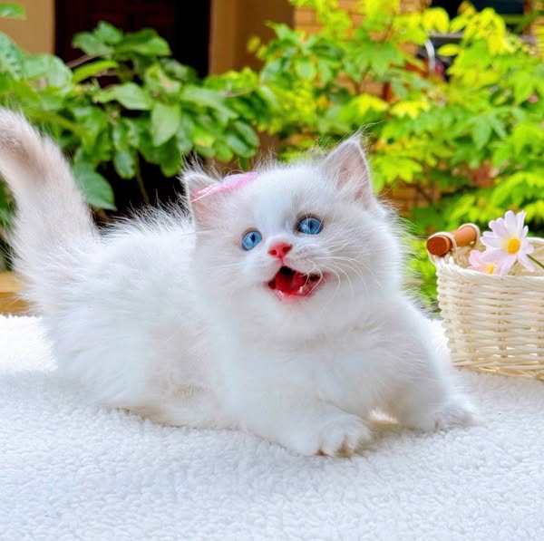 Munchkin