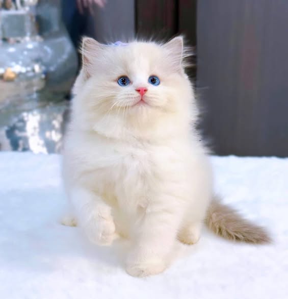 Ragdoll