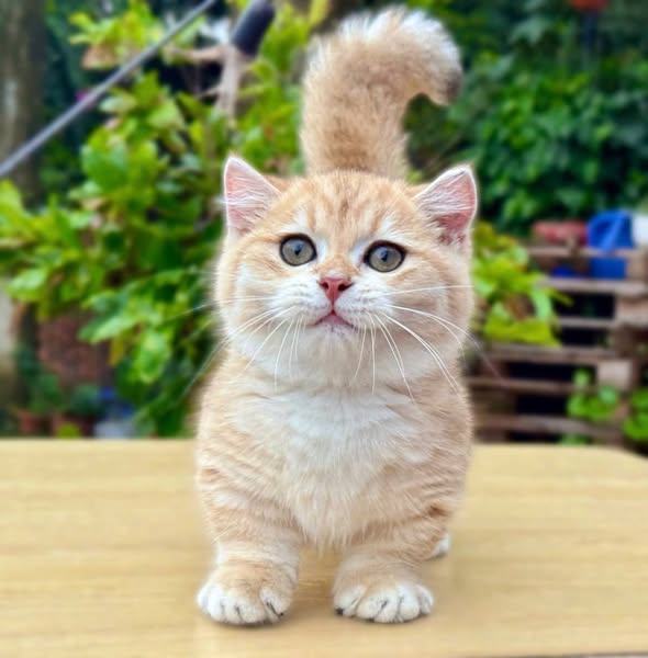 Munchkin