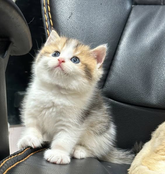 British Shorthair