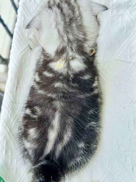 Scottish Fold