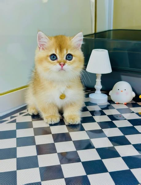 Munchkin