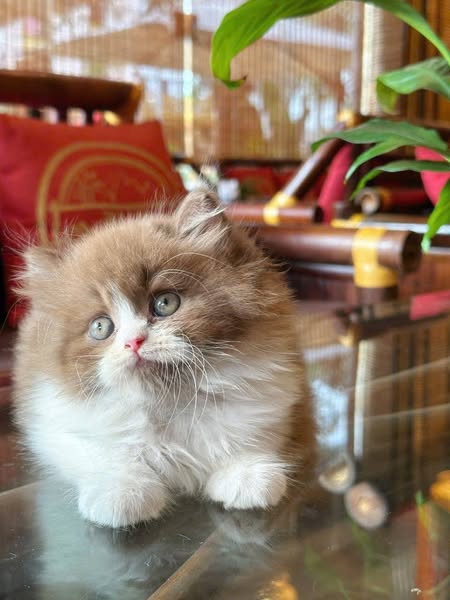 British Longhair
