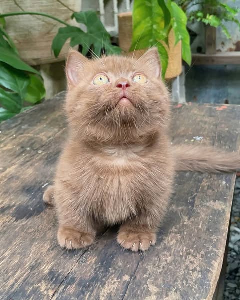 Munchkin