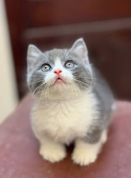 Munchkin