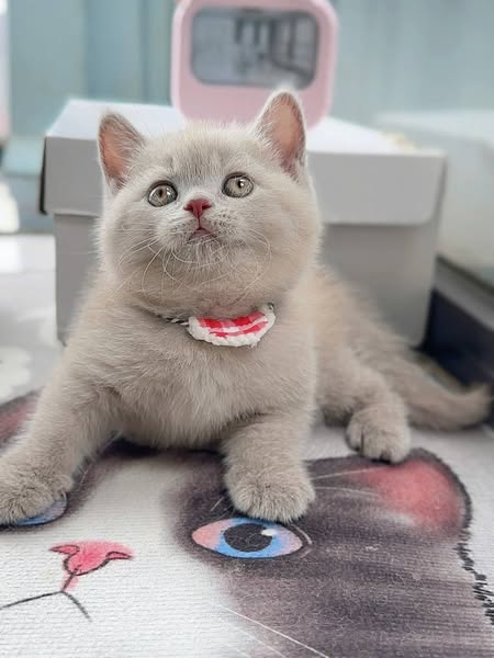 British Shorthair