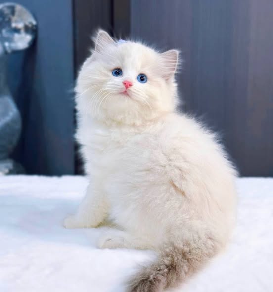 Ragdoll