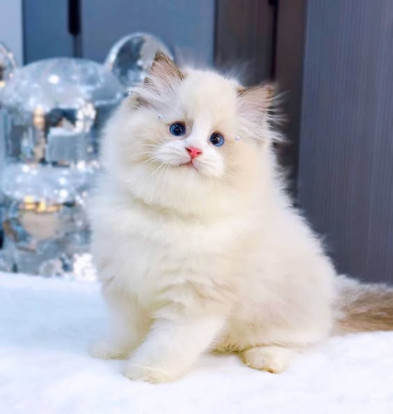 Ragdoll