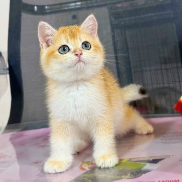 British Shorthair