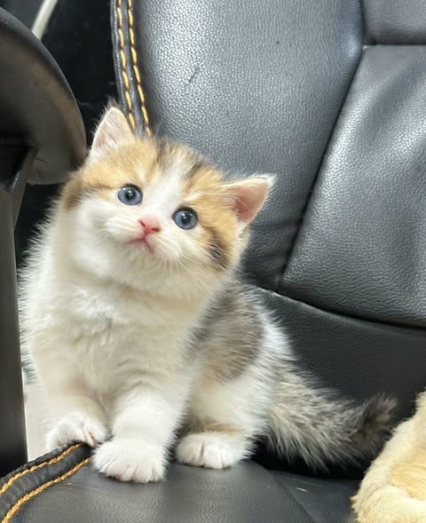British Shorthair