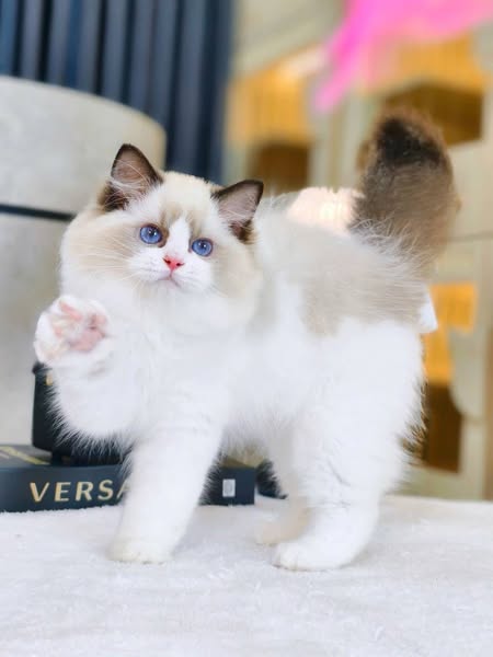Ragdoll