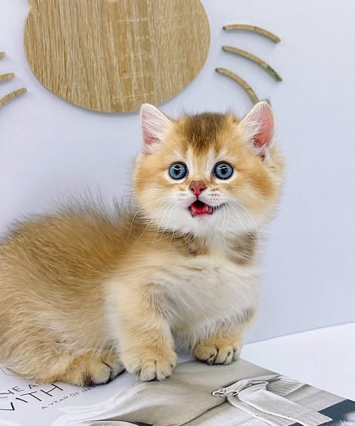 Munchkin