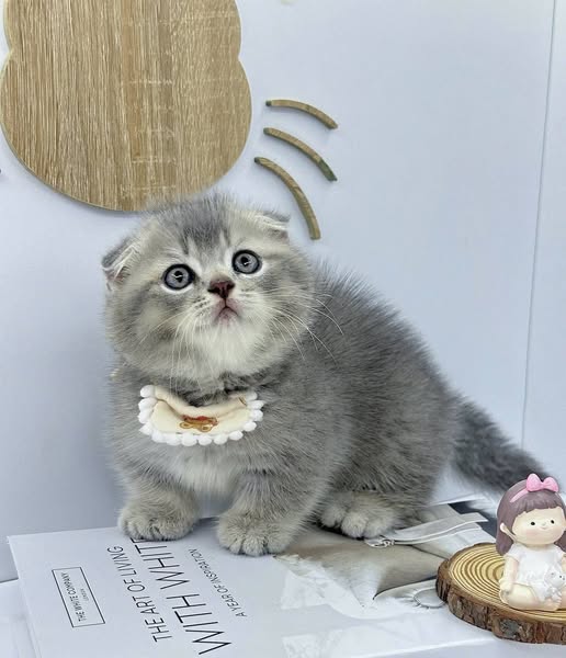 Munchkin Fold