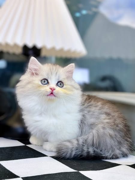 Munchkin