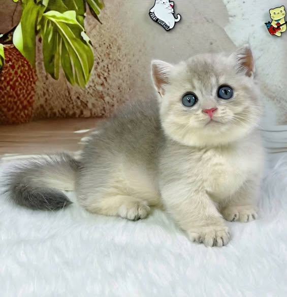 Munchkin