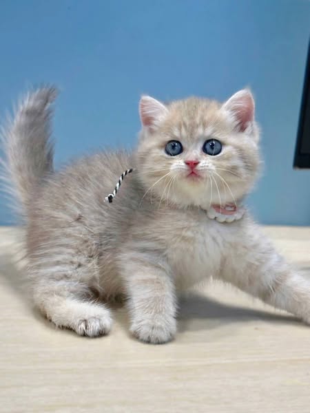 British Shorthair