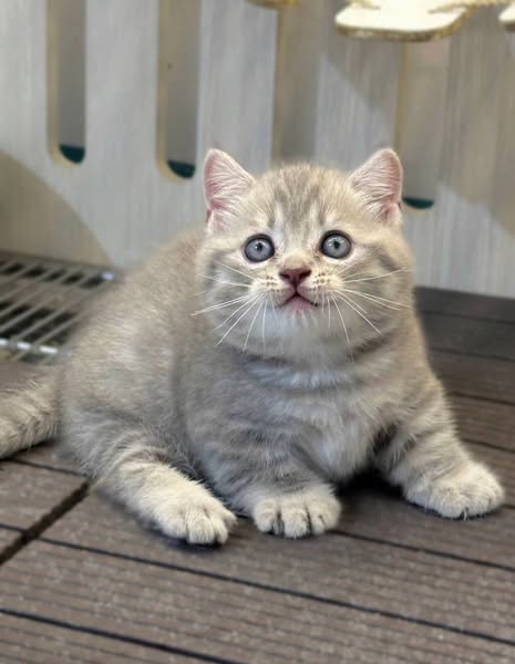 Munchkin