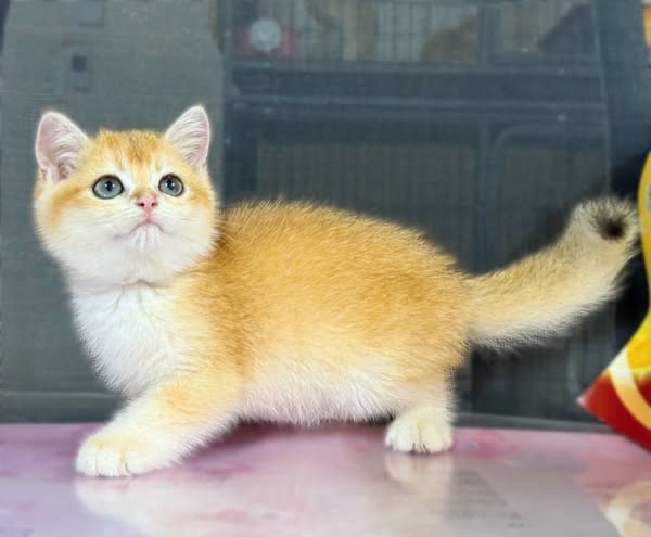 British Shorthair