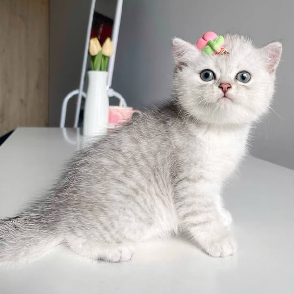 British Shorthair
