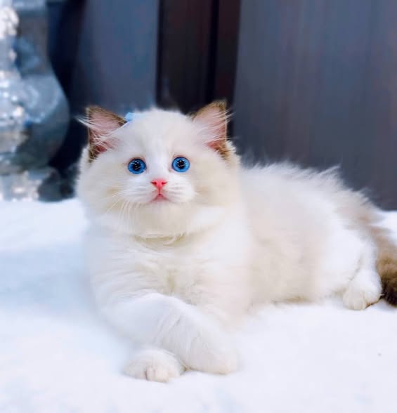 Ragdoll