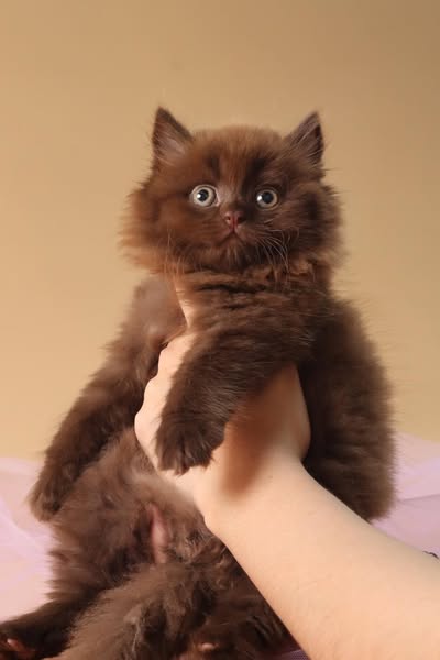 British Longhair