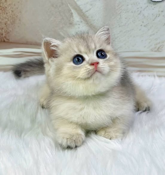 Munchkin