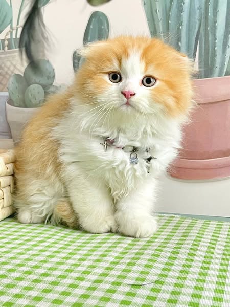 Scottish Fold Longhair