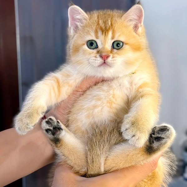 British Shorthair