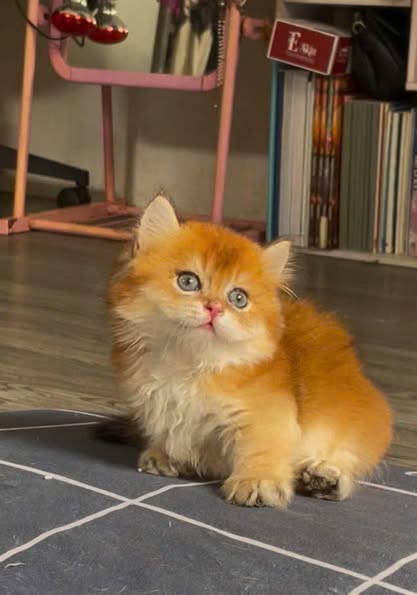 Munchkin Longhair