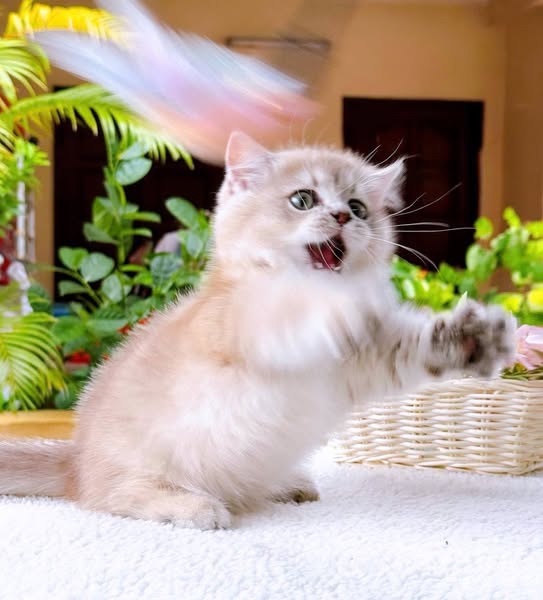 Munchkin