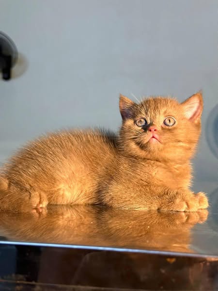 British Shorthair
